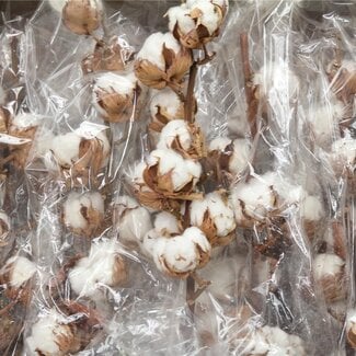 Freshy Baumwollzweige 10 bollen | Farbe: Weiß | Länge ± 60 centimeter | Pro 10 Zweige