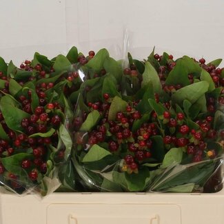 Freshy Hypericum “Magical Cherry” Hertshooi | Kleur: Rood | Lengte ± 50 centimeter | Per 25 verse stelen