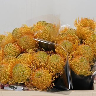 Freshy Leucospermum Nutans “Catherina” | Kleur: Geel | Lengte ± 50 centimeter | Per 10 verse bloemen