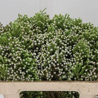 Freshy Kaaps Groen “Brunia Spray” | Kleur: Grijs | Lengte ± 50 centimeter | Per 10 takken