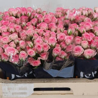 Freshy Trosrose “Tralala” | Farbe: Rosa | Länge ± 60 centimeter | Pro 10 Rosen