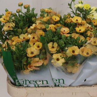 Freshy Holländische Ranunkel “Co Mag Caramel” | Farbe: Gelb | Länge ± 70 centimeter | Gewicht 160 gram | Pro 10 frische Blumen