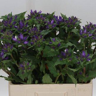 Freshy Campanula Glomerata “Bio” Klokje | Kleur: Paarsblauw | Lengte ± 60 centimeter | Per 10 stelen verse bloemen