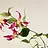 Gloriosa (Prachtlelie)