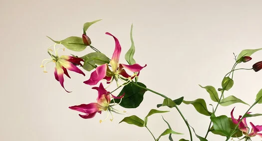 Gloriosa (Flame Lily): Exotic Design | MyFlowers.shop