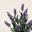 Lavandula (Lavender)