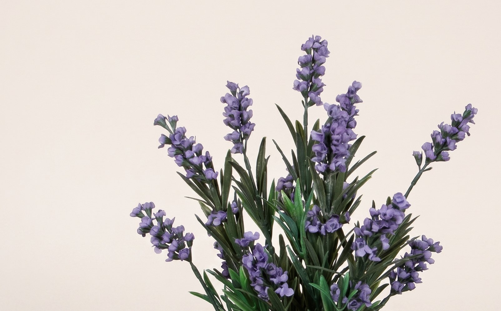 Lavandula (Lavender): Mediterranean Rest | MyFlowers.shop