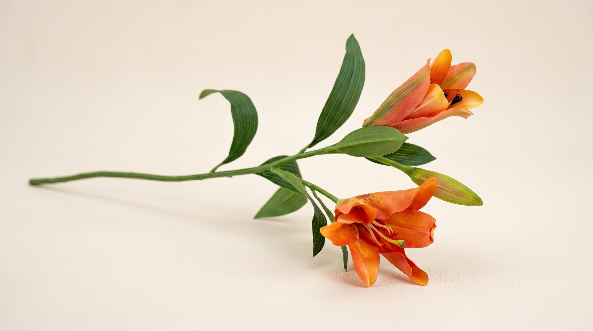Lilium (Lily): Regal Allure | MyFlowers.shop