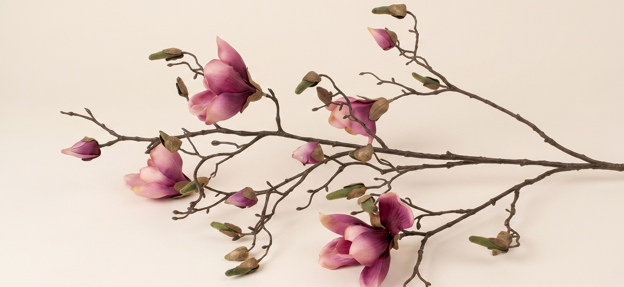Magnolia: Tijdloze Voorjaarsluxe | MyFlowers.shop