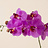 Orchidaceae (Orchidee)