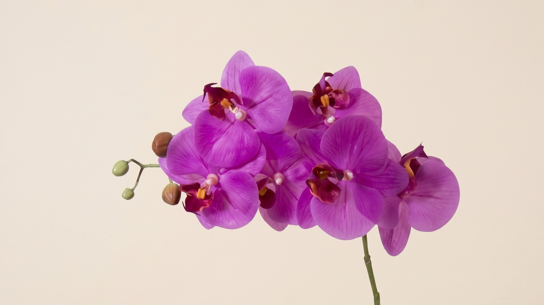 Orchidaceae (Orchidee): Tijdloze Exclusiviteit | MyFlowers.shop