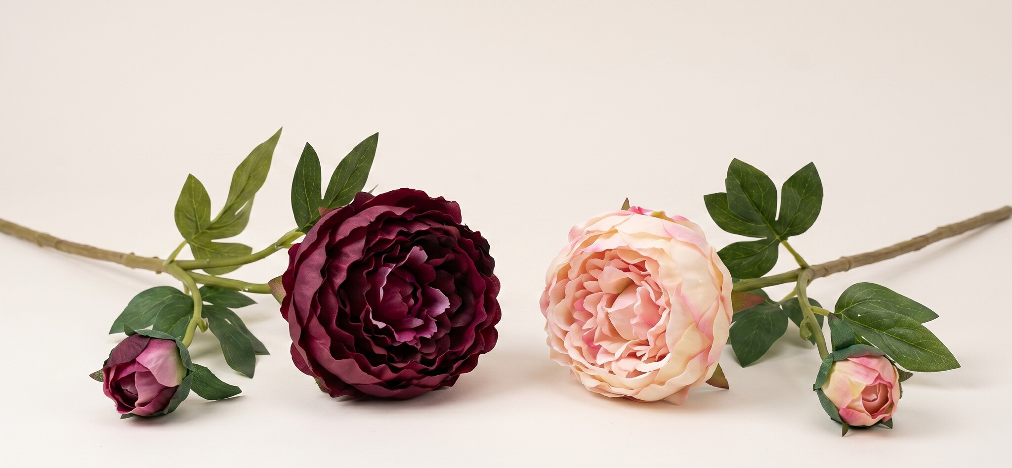 Paeonia (Pioenroos): Romantische Overvloed | MyFlowers.shop