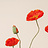 Papaver (Klaproos)