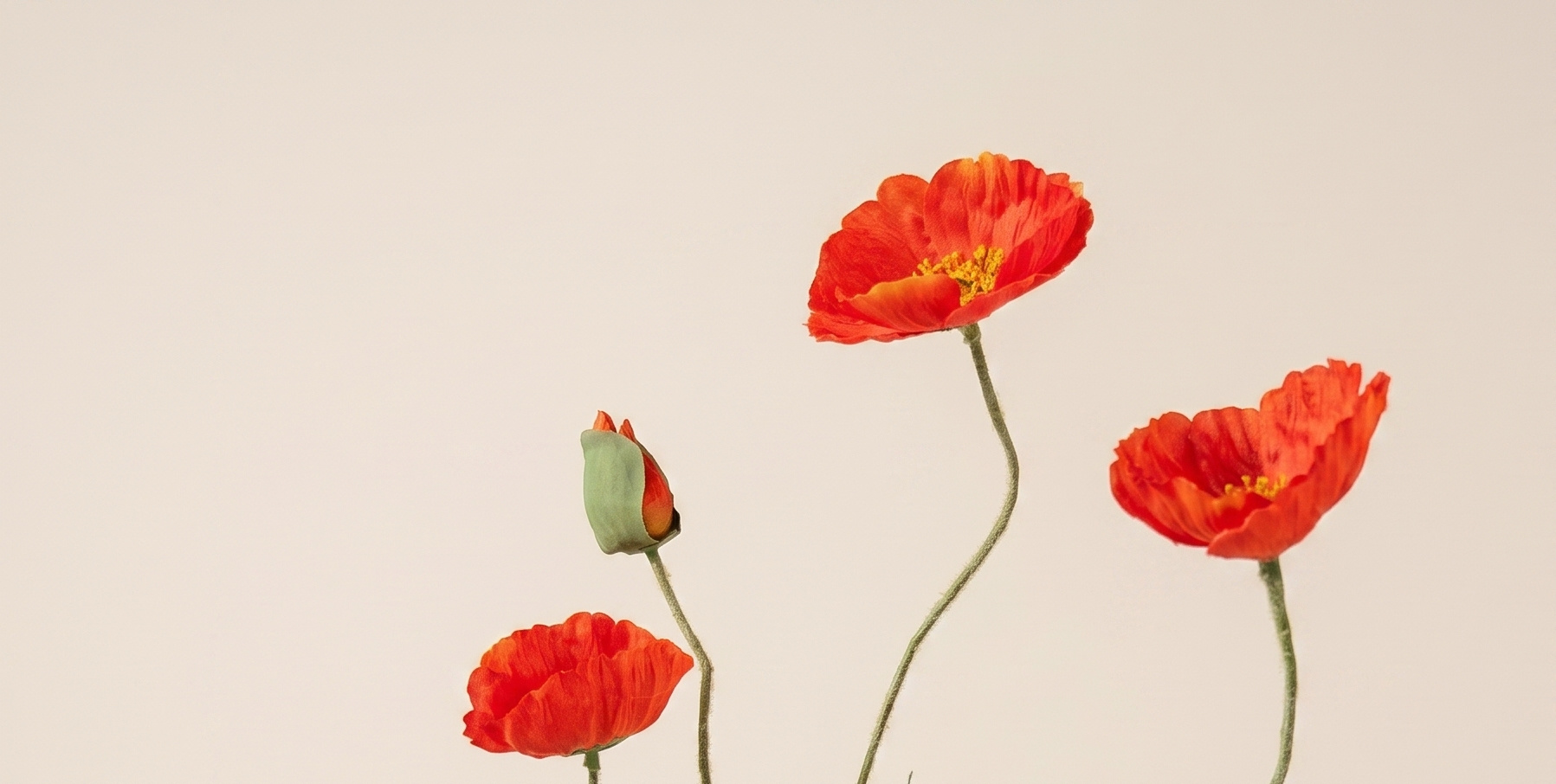 Papaver (Klaproos): Fragiele Schoonheid | MyFlowers.shop