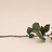 Rosa (Roos)