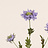 Scabiosa (Duifkruid)