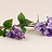 Syringa (Sering)
