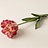 Tulipa (Tulp)