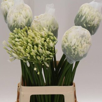 Freshy Agapanthus “Gletsjer” | Colour: White | Length ± 70 centimeter | Per 10 stems fresh flowers