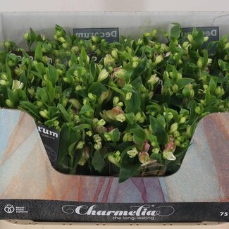 Freshy Alstroemère Fl “Charmelia” | Couleur: Rose | Longueur ± 75 centimeter | Par 10 tiges de fleurs fraîches