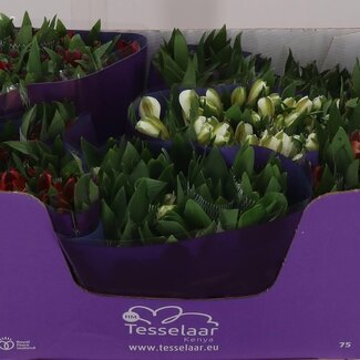 Freshy Alstroemeria Mixed Import | Colour: Mixed Colours | Length ± 75 centimeter | Per 30 stems fresh flowers