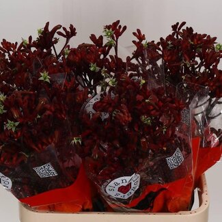 Freshy Anigozanthos patte de kangourou “Early Lente” | Couleur: Rouge | Longueur ± 80 centimeter | Par 20 fleurs fraîches