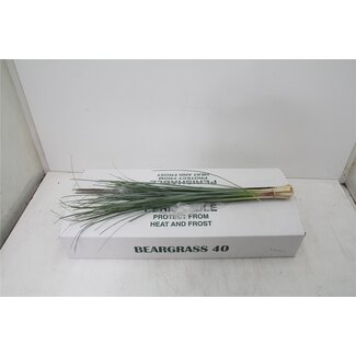 Freshy Xerophyllum Tenax Beregras | Kleur: Groen | Lengte ± 75 centimeter | 40 takken per bos | Per 5 bossen