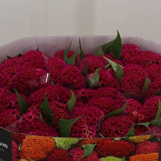 Freshy Celosia Cristata “Act Rima” | Couleur: Rose | Longueur ± 72 centimètre | Par 10 fleurs fraîches
