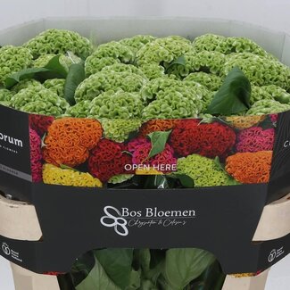 Freshy Celosia Cristata “Act Verda” | Kleur: Groen | Lengte ± 72 centimeter | Per 10 verse bloemen