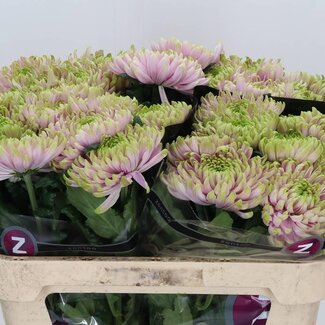 Freshy Déco Chrysanthème Chrysanthème “Ross Charlotte” | Couleur: Rose | Longueur ± 70 centimètre | Par 10 fleurs fraîches