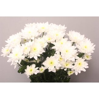 Freshy Chrysanthème en grappe Chrysanthemum “Bonita” | Couleur: Blanc | Longueur ± 70 centimeter | Par 10 tiges fleurs fraîches