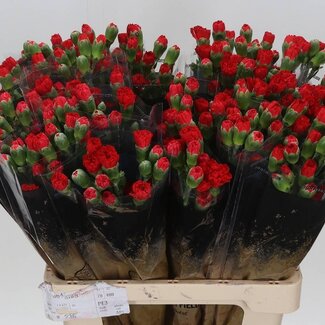 Freshy Trosnelke “Aragon” | Farbe: Rot | Länge ± 60 centimeter | Pro 25 frische Blumen