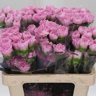 Freshy Œillet Court “Deep Faith” | Couleur: Pourpre Rose | Longueur ± 55 centimeter | Par 20 Fleurs Fraîches