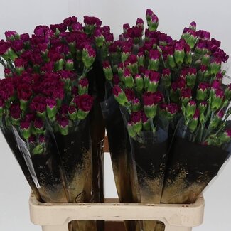 Freshy Spray carnation “Epsilon” | Colour: Mixed Colours | Length ± 60 centimetre | Per 25 fresh flowers