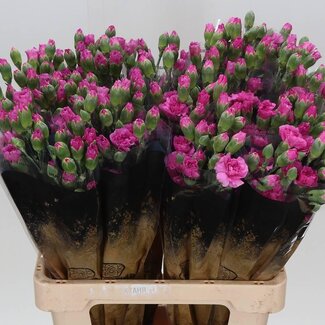 Freshy Spray carnation “Lilac Melissa” | Colour: Pink | Length ± 60 centimetre | Per 25 fresh flowers