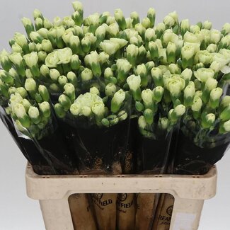 Freshy Spray carnation “Jade” | Colour: White | Length ± 60 centimeter | Per 25 fresh flowers