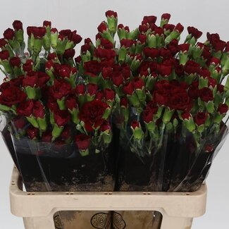 Freshy Trosennelke “Chateau” | Farbe: Rot | Länge ± 60 centimeter | Pro 25 frische Blumen