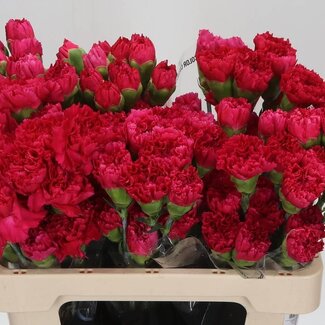 Freshy Œillet court “Bizet” | Couleur: Rouge | Longueur ± 55 centimeter | Par 20 fleurs fraîches