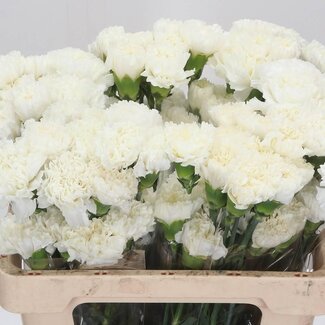 Freshy Œillet court “Delphi” | Couleur: Blanc | Longueur ± 55 centimeter | Par 20 fleurs fraîches