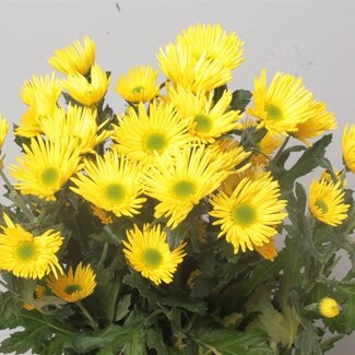 Freshy Spray chrysanthemum Chrysanthemum “Korona” | Colour: Yellow | Length ± 70 centimetre | Per 10 stems fresh flowers