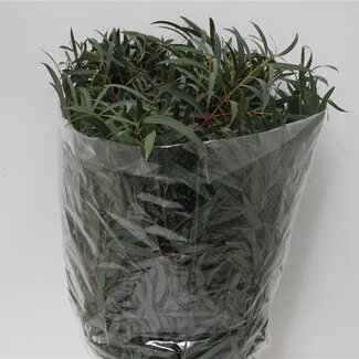 Freshy Eucalyptus Dominichina | Farbe: Grün | Länge ± 70 centimeter | Pro 5 Bündel