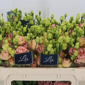 Freshy Eustoma Lisianthus Rempli “Sabrina Orange” | Couleur: Rose | Longueur ± 70 centimeter | Par 10 tiges fleurs fraîches