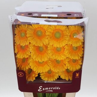 Freshy Gerbera Gr Aqua “Captiva” | Kleur: Geel | Lengte ± 45 centimeter | Per 15 verse bloemen
