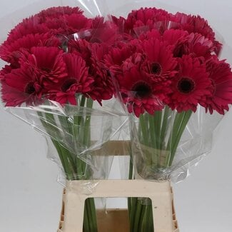 Freshy Gerbera “Marilu” | Farbe: Lila Rosa | Länge ± 65 centimeter | Pro 10 frische Blumen