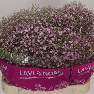 Freshy Gypsophila Paniculata Schleierkraut “My Pink” | Farbe: Lila | Länge ± 75 centimeter | Pro 25 Stiele frische Blumen