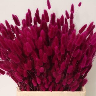 Freshy Lagurus queue de lièvre Lilas | Couleur: Violet | Longueur ± 70 centimeter | Par 2 bouquets