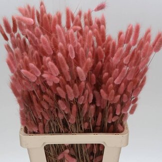 Freshy Lagurus Hasenschwanz Hellrosa | Farbe: Rosa | Länge ± 70 centimeter | Pro 2 Büschel