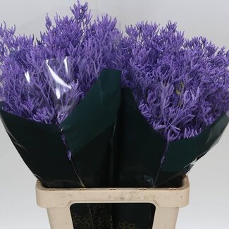Freshy Limonium Farbbehandelt “Skylight Milka” | Farbe: Lila | Länge ± 70 centimeter | Pro 25 Stielen frische Blumen