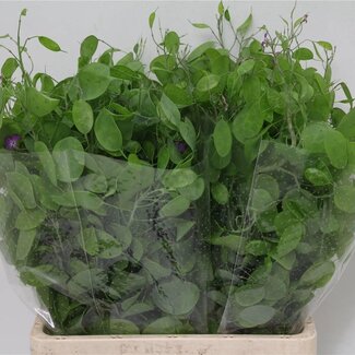 Freshy Lunaria Judaspenning | Colour: Natural | Length ± 70 centimetre | Per 5 bunches