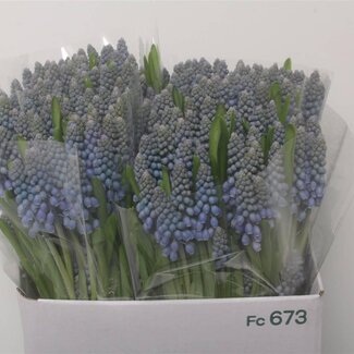 Freshy Muscari Armeniacum Blauwe Druifjes | Kleur: Blauw | Lengte ± 26 centimeter | Per 50 verse bloemen